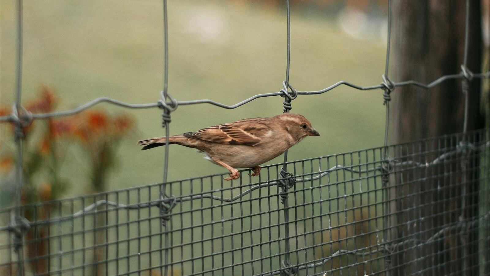 Vogel an einem Schutznetz, Beispielfoto