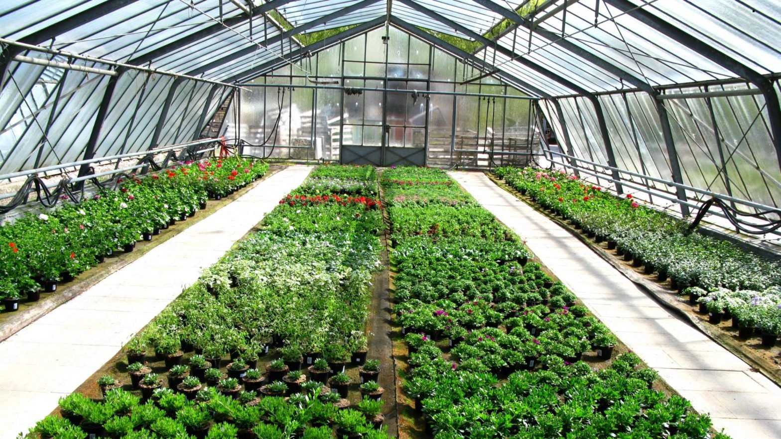 Wie hoch ist die Energieeinsparung, die durch den Einsatz eines Energieschirms in meinem Gewächshaus erzielt werden kann